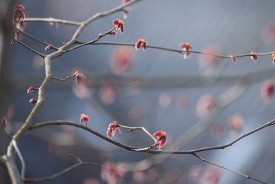 Close-up of branch against sky