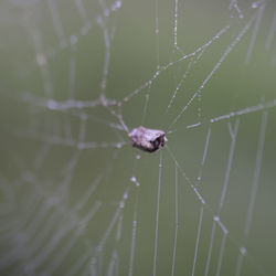 Close-up of spider on web