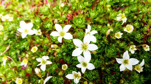 Close-up of white flowers