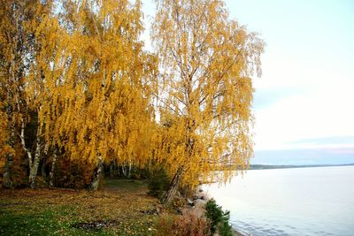 View of trees at lakeshore