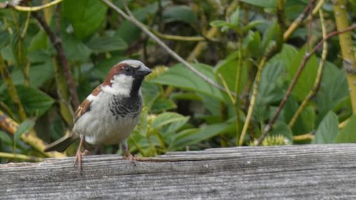 Close-up of bird perching on wood