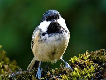 Close-up portrait of bird on moss