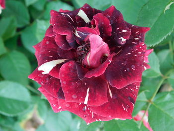 Close-up of wet red rose blooming outdoors