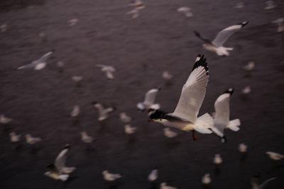 Seagulls flying