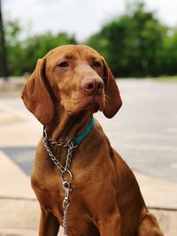 Close-up of a dog looking away