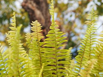 Close-up of yellow leaves on tree