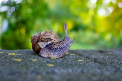 snail