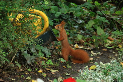 Squirrel  rightup standing