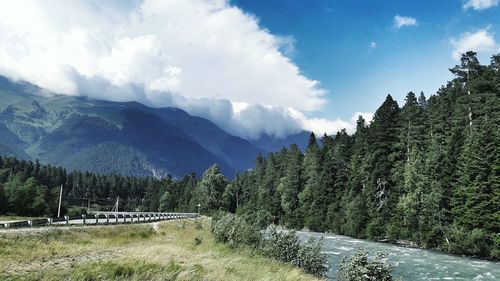 Scenic view of forest against sky