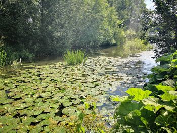 Water lily amidst leaves in lake at forest