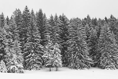 Trees on snow covered landscape