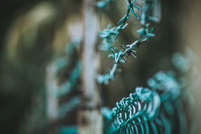 Close-up of plant against blurred background