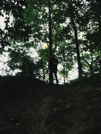 Trees in forest against sky