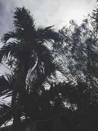 Low angle view of palm tree against sky