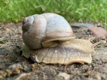 Close-up of snail on land