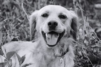 Portrait of dog sitting on field