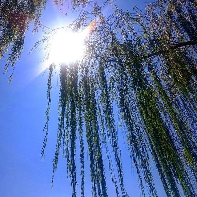 low angle view, tree, clear sky, growth, sun, sunlight, tranquility, nature, blue, branch, beauty in nature, sunbeam, tree trunk, sky, sunny, day, tall - high, lens flare, outdoors, tranquil scene