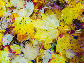 Close-up of yellow maple leaves