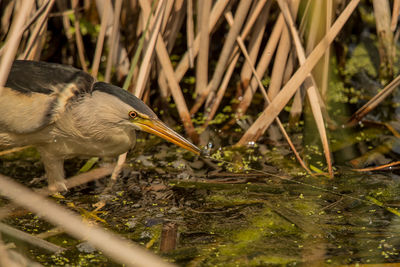 Close-up of a bird