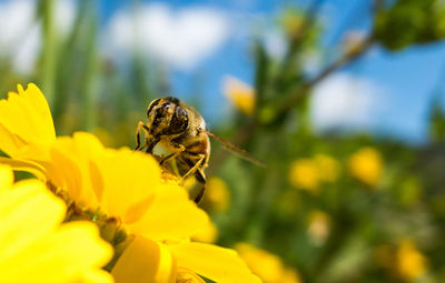 Close-up of insect on yellow flower