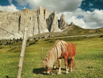 Pony grazing on field against mountain
