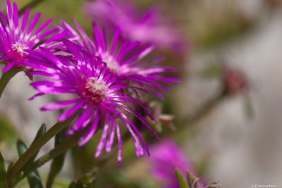 Close-up of pink flower