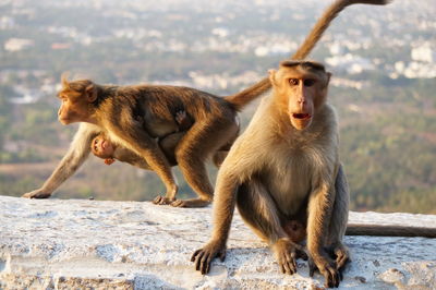 Monkeys on hill