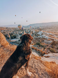 Aerial view of a dog looking at valley with flying balloons