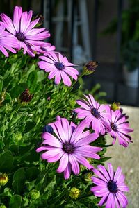 Close-up of pink flowers blooming