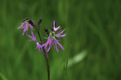 Close-up of purple flowering plant