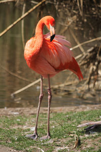 Bird standing in a lake