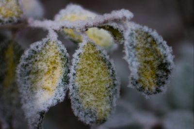 Close-up of plant against blurred background