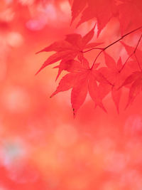 Close-up of maple leaves on branch