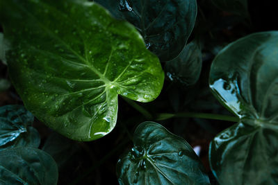 Close-up of wet leaves