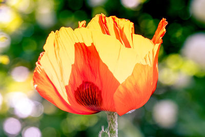 Close-up of orange flower against blurred background