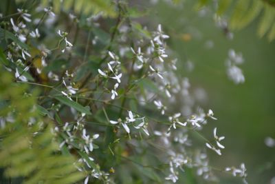 Close-up of white flowering plant