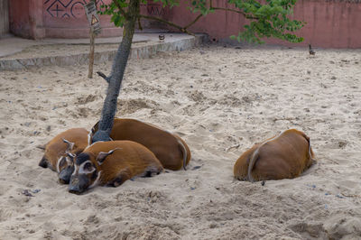 High angle view of cats lying on sand