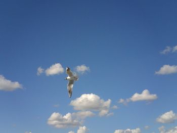 Low angle view of black-headed gull flying in blue sky
