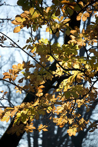 Low angle view of tree against sky