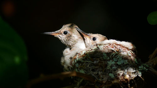 Close-up of bird