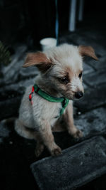 Close-up of dog looking away