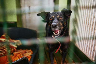 Dog in dog's shelter