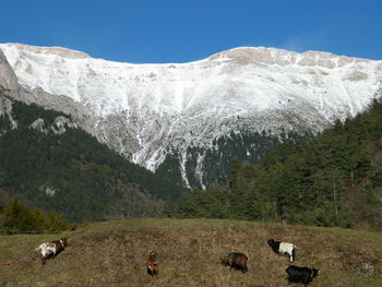 View of sheep on snow covered land