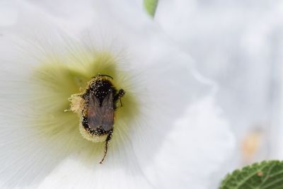 Close-up of bee on white flower