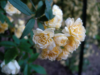 Close-up of flowers blooming outdoors