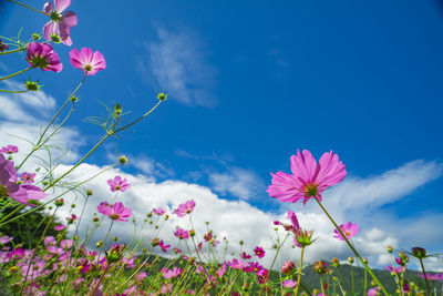 Low angle view of purple flowering plants against blue sky