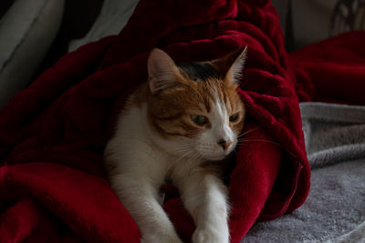 Cat looking away while sitting on sofa at home