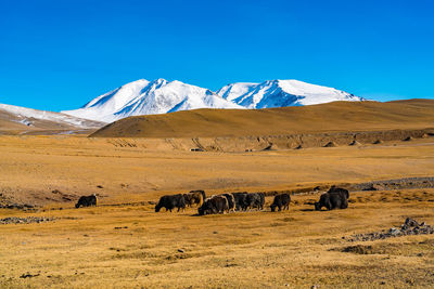 Cows grazing on land against mountains and sky