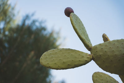 Low angle view of cactus growing against sky