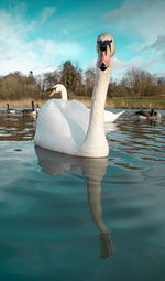 Swan swimming in lake